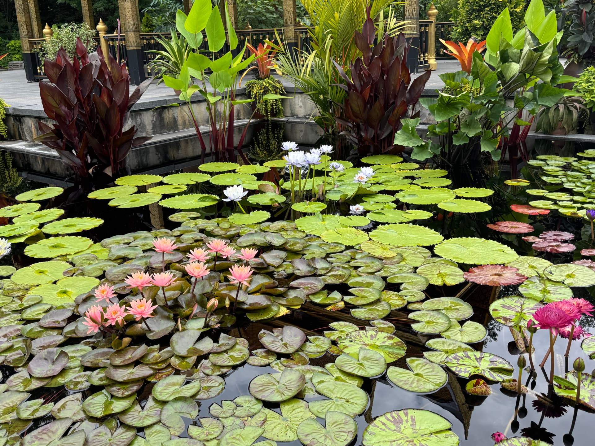 A calm lily pond in a Madison-area garden, a peaceful spot for an outing