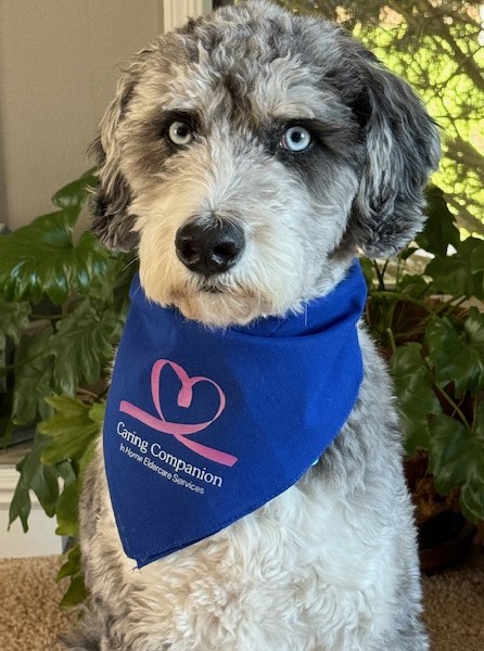 Olive, the Caring Companion therapy dog, wearing a Caring Companion bandana