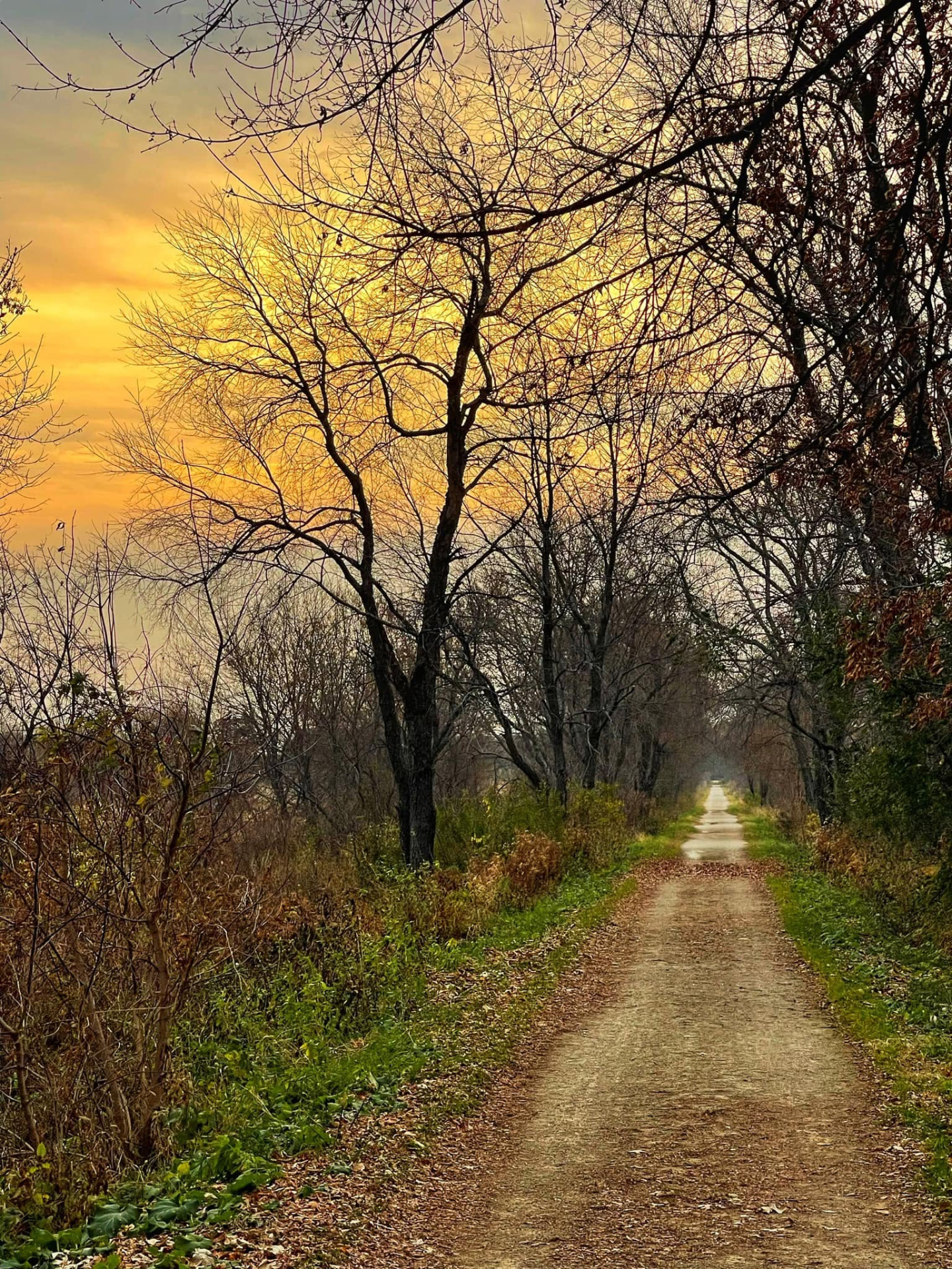 A winding country path through the woods near Cottage Grove, WI at golden hour